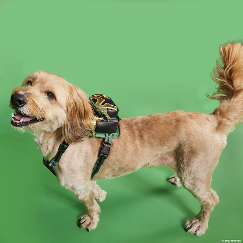 Dog wearing the Loki Mini Backpack Harness 